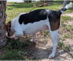 Small #7 Beagle