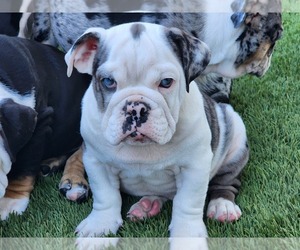 English Bulldog Puppy for sale in SANTA ANA, CA, USA
