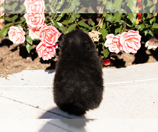 Medium Photo #6 Pomeranian Puppy For Sale in NAPPANEE, IN, USA