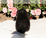 Small #5 Pomeranian