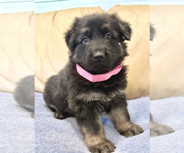 Medium Photo #34 German Shepherd Dog Puppy For Sale in BRIGHTON, CO, USA