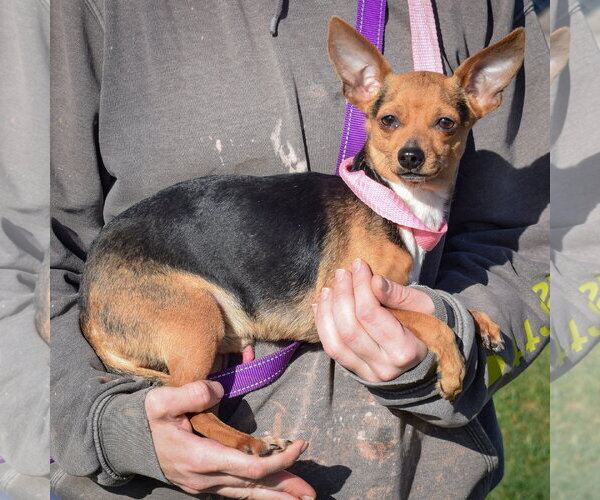 Medium Photo #2 Chipin Puppy For Sale in Huntley, IL, USA