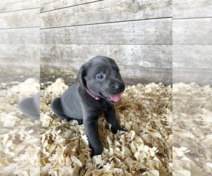 Medium Labrador Retriever