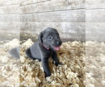 Puppy 7 Labrador Retriever