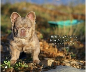 Father of the French Bulldog puppies born on 04/12/2024