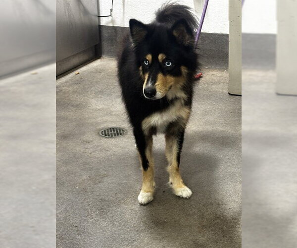 Medium Photo #1 Siberian Husky-Unknown Mix Puppy For Sale in Forestville, MD, USA