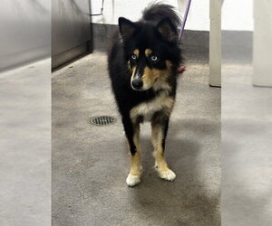 Siberian Husky-Unknown Mix Dogs for adoption in Forestville, MD, USA