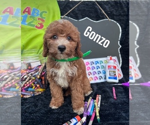 Cavapoo Puppy for sale in BOWLING GREEN, KY, USA