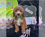 Image preview for Ad Listing. Nickname: GONZO
