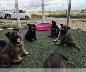 German Shepherd Dog Puppy for sale in JOHNSTOWN, CO, USA