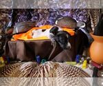 Small #5 German Shorthaired Pointer
