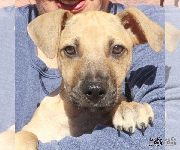 Medium Photo #1 Labrador Retriever-Unknown Mix Puppy For Sale in Washington, DC, USA