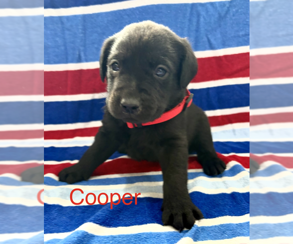 Medium Photo #1 Labrador Retriever Puppy For Sale in MIDLAND, OH, USA