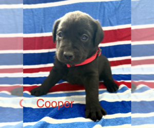 Labrador Retriever Puppy for sale in MIDLAND, OH, USA
