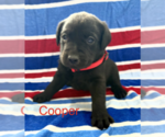 Small Labrador Retriever