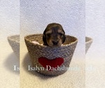 Puppy Red Dachshund