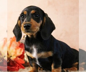 Dachshund Puppy for sale in HONEY BROOK, PA, USA
