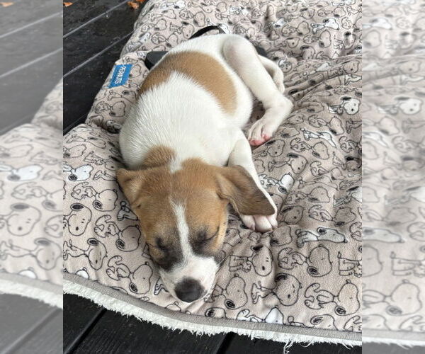 Medium Photo #3 Border Collie-Unknown Mix Puppy For Sale in Lakewood, CO, USA