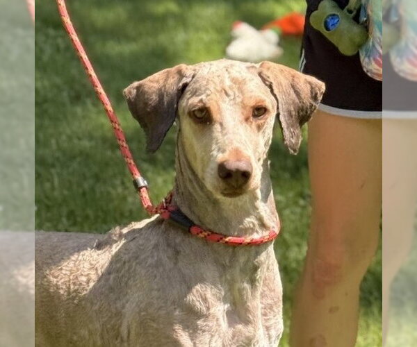 Medium Photo #4 Mutt Puppy For Sale in Yardley, PA, USA