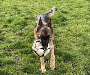 Mother of the German Shepherd Dog puppies born on 05/12/2025
