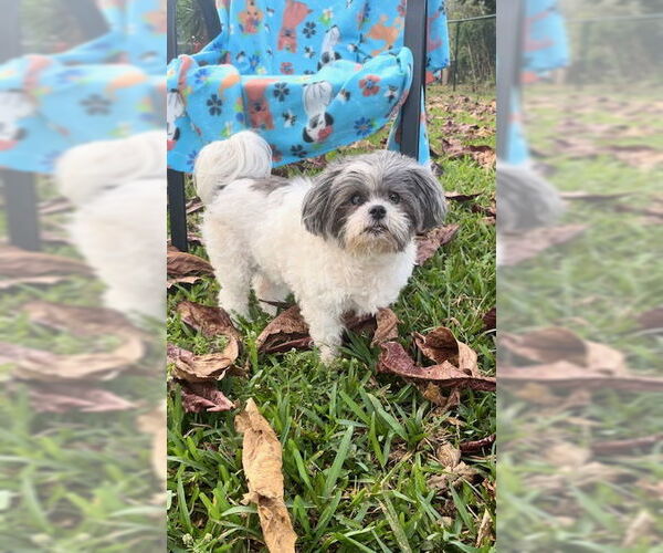 Medium Photo #15 Shih Tzu Puppy For Sale in Weston, FL, USA