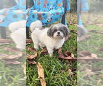Small #14 Shih Tzu