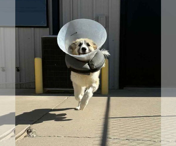 Medium Photo #4 Great Pyrenees-Unknown Mix Puppy For Sale in Lakewood, CO, USA