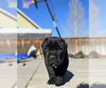 Small #37 Cane Corso