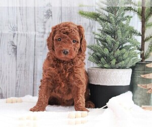 Poodle (Miniature) Puppy for sale in FREDERICKSBURG, OH, USA