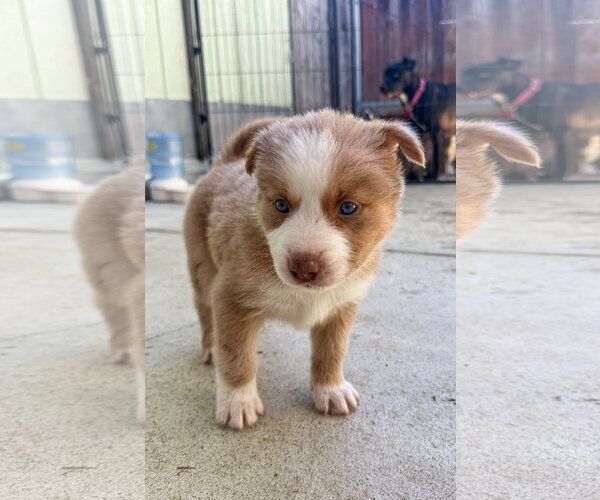 Medium Photo #1 Labrador Retriever-Unknown Mix Puppy For Sale in San Diego, CA, USA