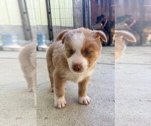 Labrador Retriever-Unknown Mix Dogs for adoption in San Diego, CA, USA