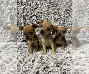 Chihuahua Puppy for sale in DENVER, CO, USA