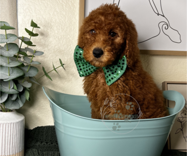 Full screen Photo #1 Goldendoodle Puppy For Sale in RANCHO CUCAMONGA, CA, USA