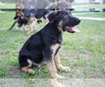 Small Photo #2 German Shepherd Dog Puppy For Sale in SPRING HILL, FL, USA