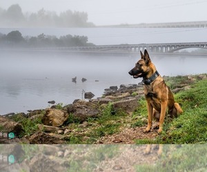 Father of the Belgian Malinois puppies born on 06/26/2023
