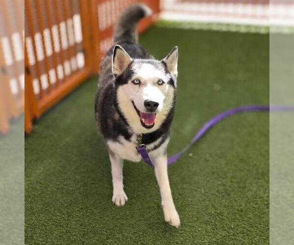 Medium Photo #1 Siberian Husky-Unknown Mix Puppy For Sale in Las Vegas, NV, USA