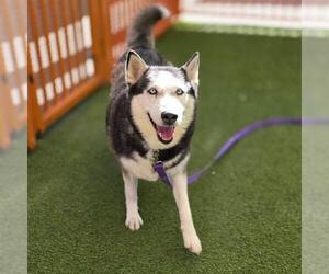 Siberian Husky-Unknown Mix Dogs for adoption in Las Vegas, NV, USA