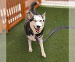 Small Siberian Husky Mix
