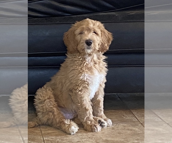Medium Photo #1 Goldendoodle Puppy For Sale in QUEEN CREEK, AZ, USA