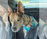 Small #7 Catahoula Leopard Dog-Holland Shepherd Mix