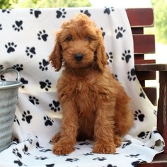 Irish Doodle Puppy for sale in GAP, PA, USA