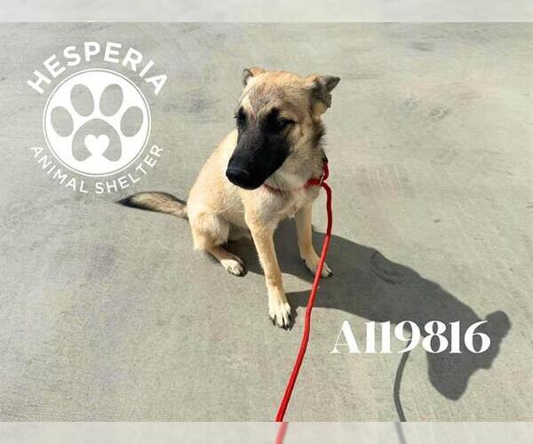 Medium Photo #1 German Shepherd Dog Puppy For Sale in HESPERIA, CA, USA