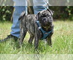 Small #1 Pug