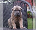 Small #2 Cane Corso