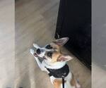 Small #1 Mutt