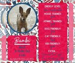 Small Chihuahua Mix
