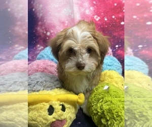Havanese Puppy for sale in LIVONIA, MI, USA