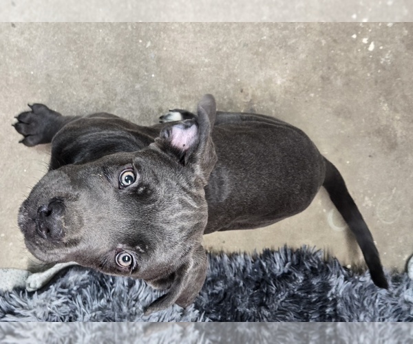 Medium Photo #1 Cane Corso Puppy For Sale in EAST HAMPTON, CT, USA