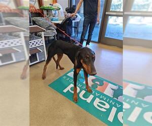 Doberman Pinscher Dogs for adoption in Upland, CA, USA