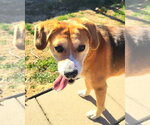 Small #13 Beagle Mix